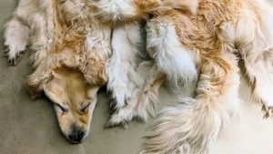 Benefits of pet taxidermy